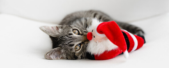 Tabby grey kitten plays with deer Christmas plush toy. Pet cat Christmas season. Winter holidays at home. Funny animal New Year © troyanphoto