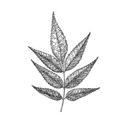 Maple leaf. Autumn leaves in a sketch style. Vector illustration isolated on white background. Vintage hand drawn drawing style. Plant or herb. Acer platanoides or macrophyllum.