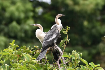 low angle view of an anhinga in the tree