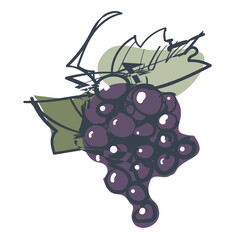  A quick vector sketch of a bunch of black grapes of table and wine varieties. Isolated on a white background.