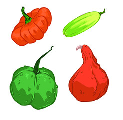 vector bright pumpkins. different varieties. botanical illustration.