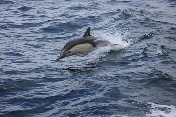 dolphin jumping out of water