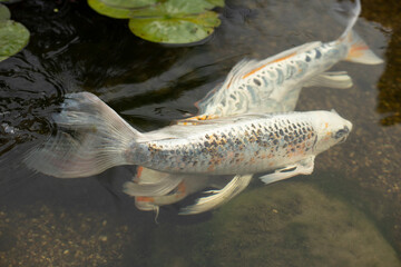 Fish in a Japanese pond. Ornamental fish in an artificial reservoir.