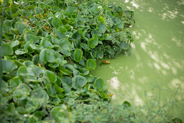 Swamp plants on an abandoned pond. Green summer plant.