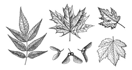 Maple leaf. Autumn leaves in a sketch style. Vector illustration isolated on white background. Vintage hand drawn drawing style. Plant or herb. Acer platanoides or macrophyllum.