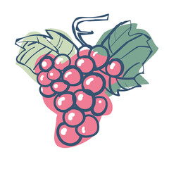  A quick vector sketch of a bunch of red grapes of table and wine varieties. Isolated on a white background.