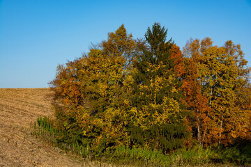 カラフルな秋の林と青空
