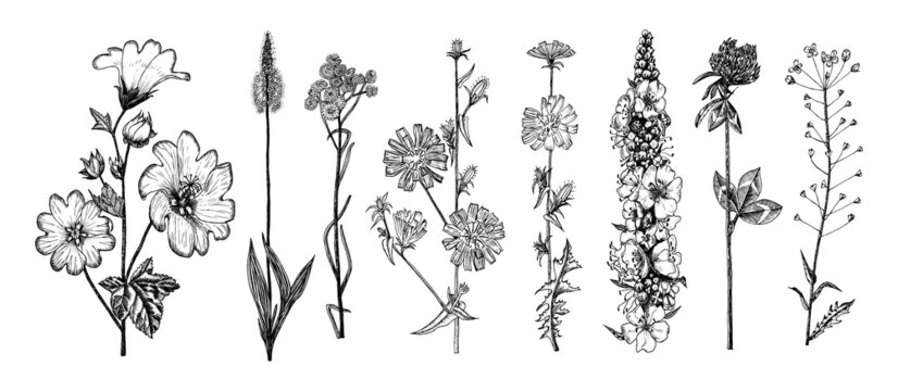  Althaea Clover Trefoil Capsella Mullein Verbascum Cichorium Chicory Endive Plantago or Helichrysum arenarium or dwarf everlast or immortelle. Botanical plant illustration. Hand drawn floral bouquets