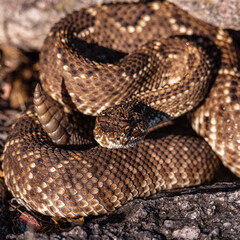 close to a rattlesnake