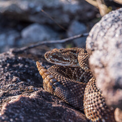 angry rattlesnake