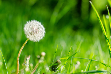 A dandelion in the grass
