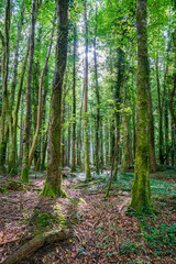 Forest trees viewed from under