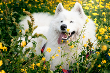 Pies rasy samoyed leży w kwiatach - obrazy, fototapety, plakaty