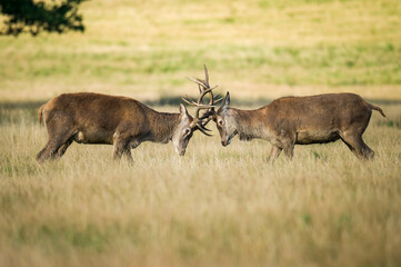 Fighting young deer in the park