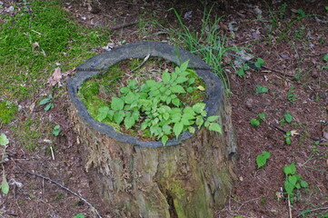 Obraz premium 切り株