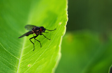 fly on green leaf macro shoot