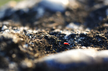 Tiny Red Bugs on Concrete