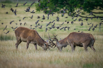 Fighting young deer in the park