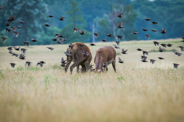 Fighting young deer in the park