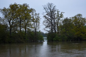 Flooded Trees Landscape in the morning in foggy weather.
