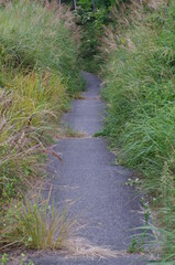 裏道