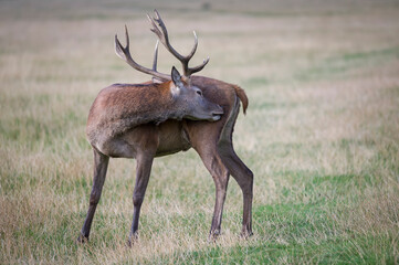 Beautiful deer in the park in summer time
