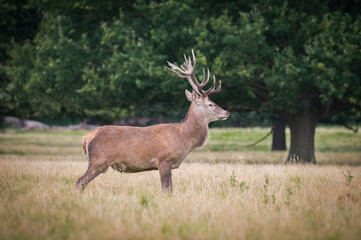 Beautiful deer in the park in summer time