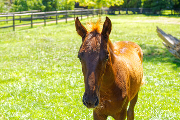 Brown foal looking at camera in green field