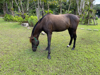horse grazing in a meadow