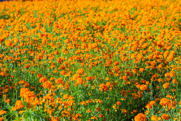 Flor de Cempasúchil