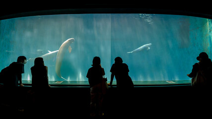 夏の鳥羽水族館の水槽の前で魚を見ている人々の様子