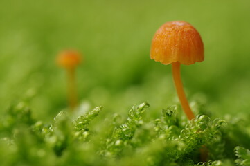 苔とキノコ（エコイメージ,背景,テクスチャ）