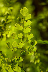 closeup picture of Adiantum fern leaves