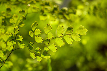 Closeup picture of maidenhair fern leaves