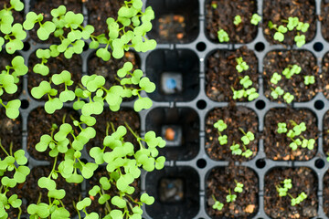 Starter tray of germinating vegetable seedlings emerging from the soil