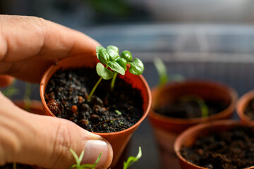 Hand holding a basil sprouts