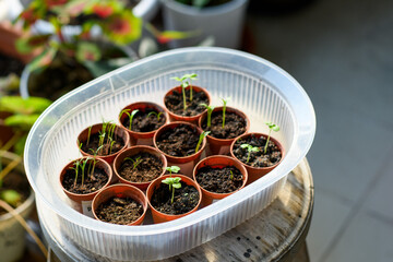 Varietal seedlings of herbs, salad, veggies and flowers in pots. Organic sprouts. Season of planting herbs and vegetables.