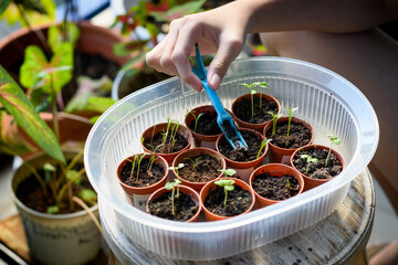 A hand handling varietal seedlings of herbs, salad and veggies in pots. 