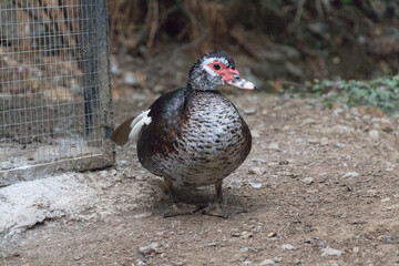 Close up of muscovy duckling at Cyprus village.