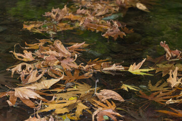 Yellow autumn leaves lying on water surface. Background.