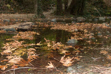 Autumn fallen leaves floating on a small forest river. Blurred background.