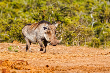 Male Warthog with long mane walking across veldt