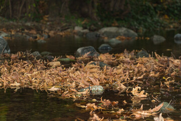 Autumn fallen leaves floating on a small forest river. Blurred background.