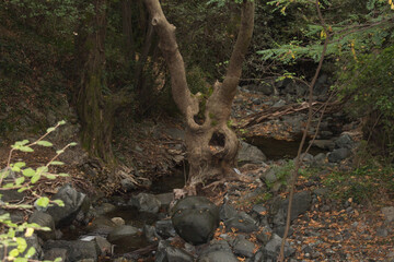 Bizarre shaped trunk tree in a forest.