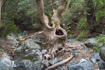 Bizarre shaped trunk tree in a forest.