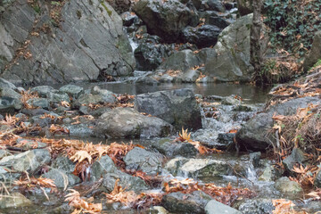 A slow river flows through stones in forest.
