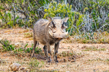 Alert Warthog looking towards camera