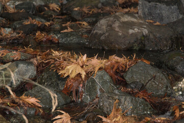 A slow river flows through stones in forest.