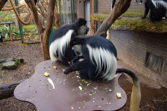 「ラングール」の写真素材 268件の無料イラスト画像 Adobe Stock