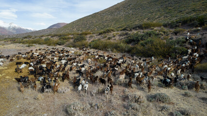 Many goats in patagonia Argentina